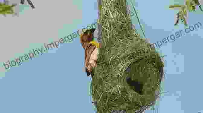 A Bird Building An Intricate Nest, Showcasing The Remarkable Creative Abilities Of Animals. Animal Creativity And Innovation (Explorations In Creativity Research)