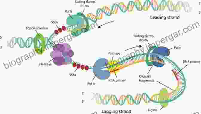 A Colorful Diagram Depicting The Processes Of DNA Replication, Transcription, And Translation. Lippincott Illustrated Reviews: Cell And Molecular Biology (Lippincott Illustrated Reviews Series)