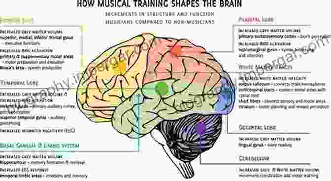 A Colorful Representation Of An Adolescent Brain, Highlighting Different Brain Regions And Connections. The Neuroscience Of Adolescence (Cambridge Fundamentals Of Neuroscience In Psychology)