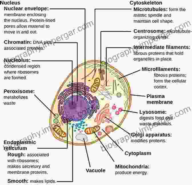 A Detailed Illustration Of A Cell, Showcasing Its Various Organelles And Structures. Lippincott Illustrated Reviews: Cell And Molecular Biology (Lippincott Illustrated Reviews Series)