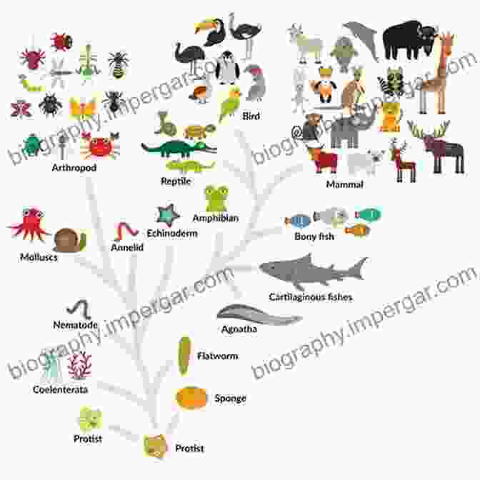 A Diagram Illustrating The Evolutionary Relationships Between Early Animal Life Forms And Modern Animal Groups The Cambrian Fossils Of Chengjiang China: The Flowering Of Early Animal Life