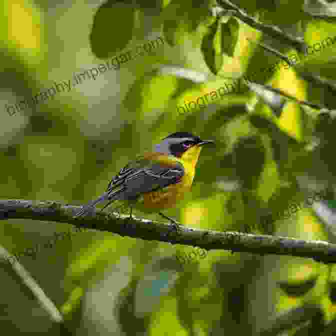 A Flurry Of Warblers, Their Vibrant Plumage Shimmering In The Sunlight, Flit Through The Dense Foliage Of A Northwest Wetland. All About Birds Northwest: Northwest US And Canada (Cornell Lab Of Ornithology)