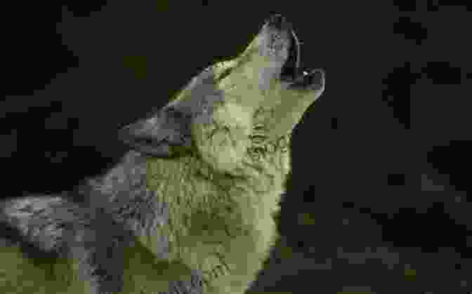 A Group Of Wolves Howling, An Example Of Acoustic Communication In Animals. Biocommunication Of Animals