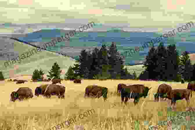 A Herd Of Bison Grazing On The Great Plains Re Bisoning The West: Restoring An American Icon To The Landscape