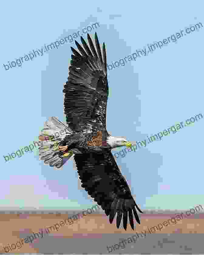 A Majestic Bald Eagle Spreads Its Wings In The Vast Expanse Of The Northwest Sky. All About Birds Northwest: Northwest US And Canada (Cornell Lab Of Ornithology)