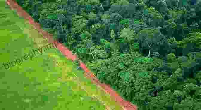 A Mature Forest That Has Been Restored Through Reforestation. Large Scale Forest Restoration (The Earthscan Forest Library)