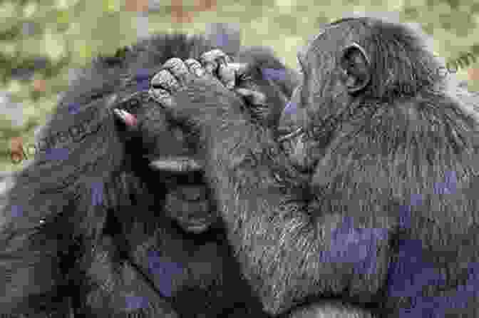 A Pair Of Chimpanzees Grooming Each Other, An Example Of Tactile Communication In Animals. Biocommunication Of Animals