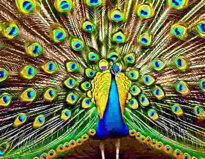 A Peacock Displaying Its Vibrant Plumage, An Example Of Visual Communication In Animals. Biocommunication Of Animals