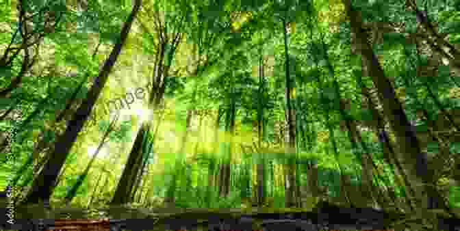 A Person Sitting In A Tranquil Forest, Surrounded By Sunlight And Greenery Keeping Quiet Julian Dutton