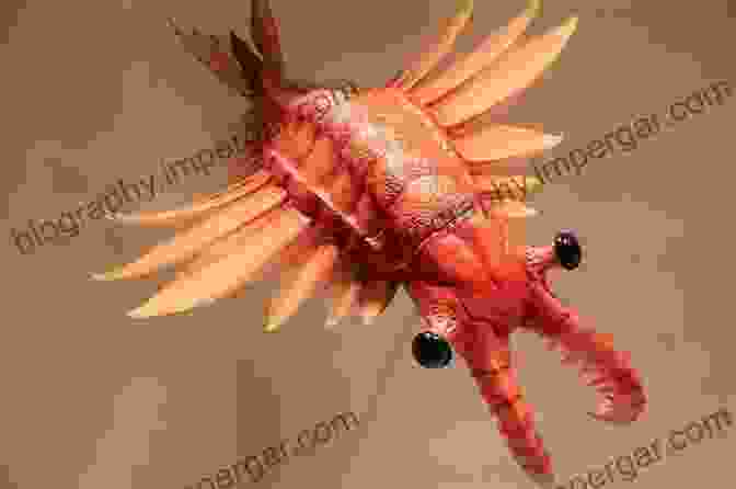 A Reconstruction Of The Fearsome Anomalocaris, A Top Predator Of The Cambrian Seas The Cambrian Fossils Of Chengjiang China: The Flowering Of Early Animal Life