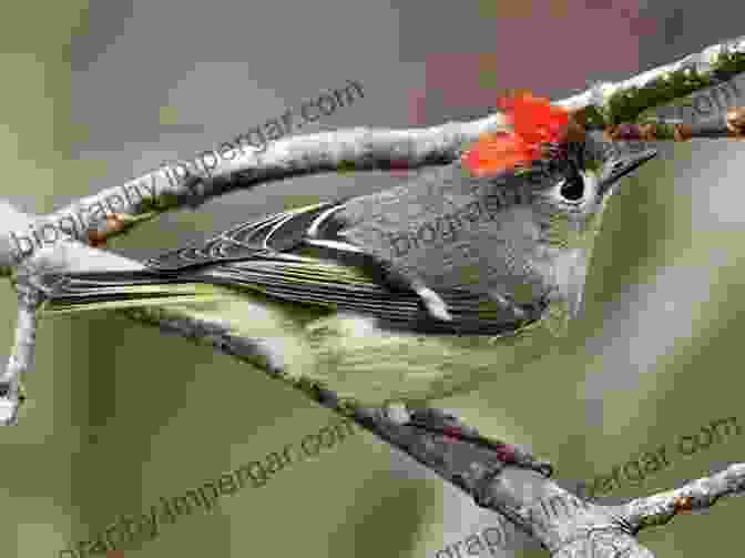 A Tiny Ruby Crowned Kinglet, Adorned With Its Vibrant Crest, Perches On A Delicate Branch Amidst The Lush Greenery Of A Northwest Forest. All About Birds Northwest: Northwest US And Canada (Cornell Lab Of Ornithology)