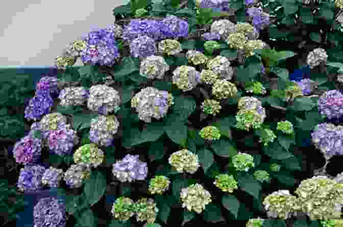 A Vibrant Array Of Hydrangeas In Full Bloom Hydrangeas: Beautiful Varieties For Home And Garden