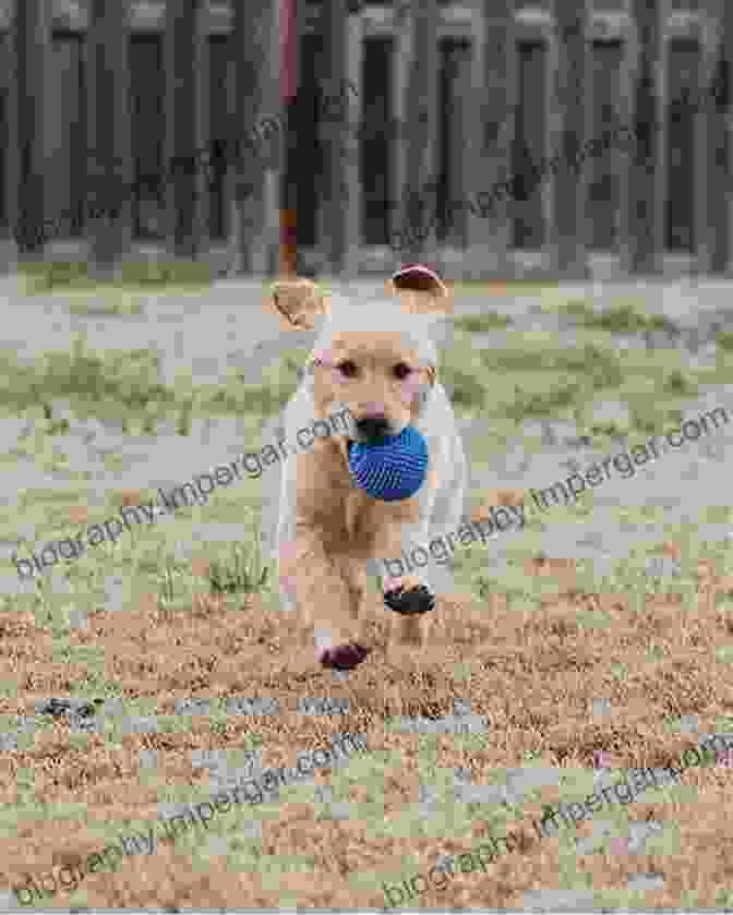 A Young Boy And His Golden Retriever Playing Fetch In A Park A Cat Named Darwin: Embracing The Bond Between Man And Pet