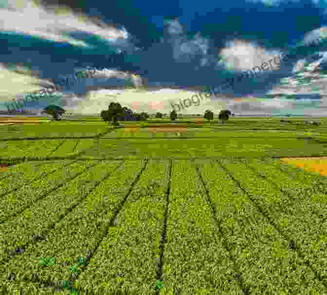 A Young Forest Growing In A Former Agricultural Field. Large Scale Forest Restoration (The Earthscan Forest Library)