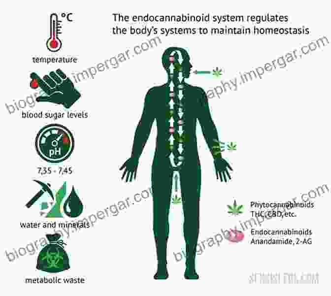 An Illustration Of The Endocannabinoid System, Highlighting The Interaction Between Cannabinoid Receptors And Endocannabinoids In The Brain. Behavioral Neurobiology Of The Endocannabinoid System (Current Topics In Behavioral Neurosciences 1)