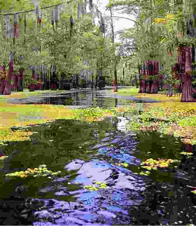 Atchafalaya Basin, A Sprawling Wetland Teeming With Wildlife Acadiana: Louisiana S Historic Cajun Country