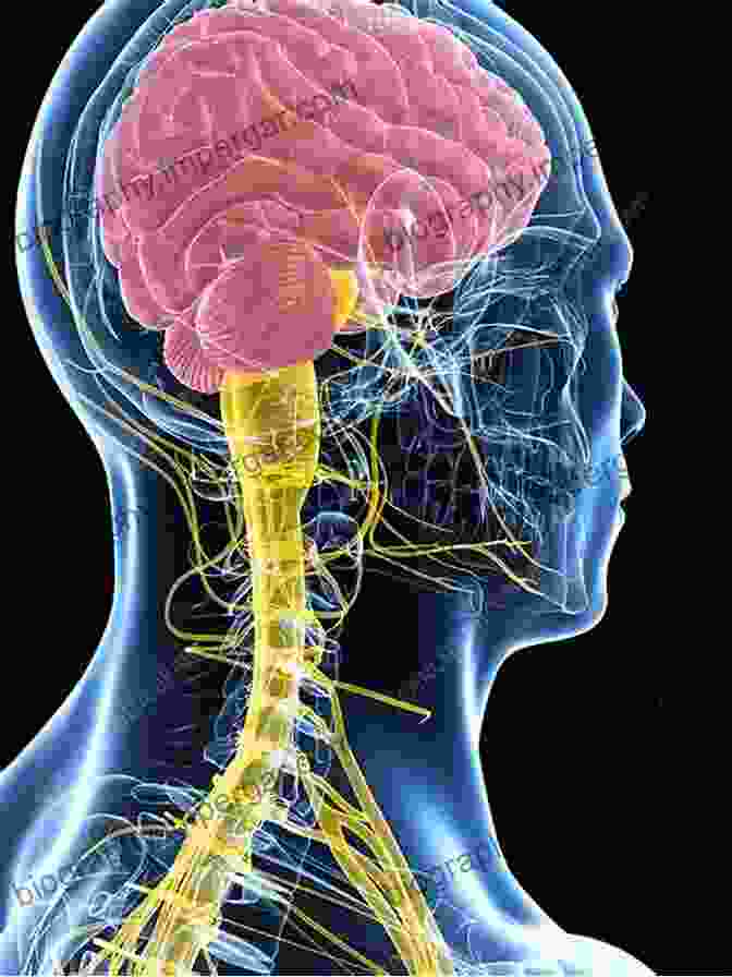 Atlas Of The Human Brain And Spinal Cord: A Visual Masterpiece Atlas Of The Human Brain And Spinal Cord