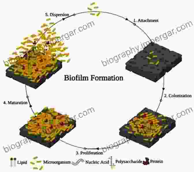 Bacteria Forming A Biofilm The Physical Basis Of Bacterial Quorum Communication (Biological And Medical Physics Biomedical Engineering)