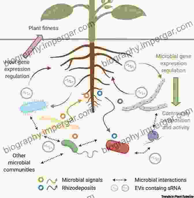 Bacteria Interacting With Plant Roots The Physical Basis Of Bacterial Quorum Communication (Biological And Medical Physics Biomedical Engineering)