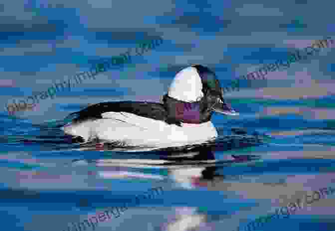 Bufflehead Duck On Mountain Lake Hansen S Field Guide To The Birds Of The Sierra Nevada