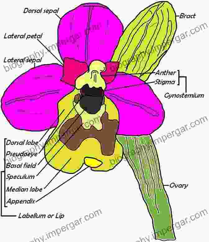 Cover Of Orchid Biology: Reviews And Perspectives Book, Showcasing A Vibrant Array Of Orchid Flowers Orchid Biology: Reviews And Perspectives X