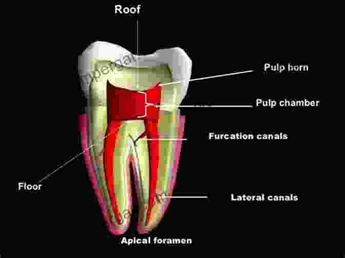 Detailed Illustration Of Dental Anatomy, Highlighting The Pulp Chamber, Root Canals, And Surrounding Structures The Principles Of Endodontics