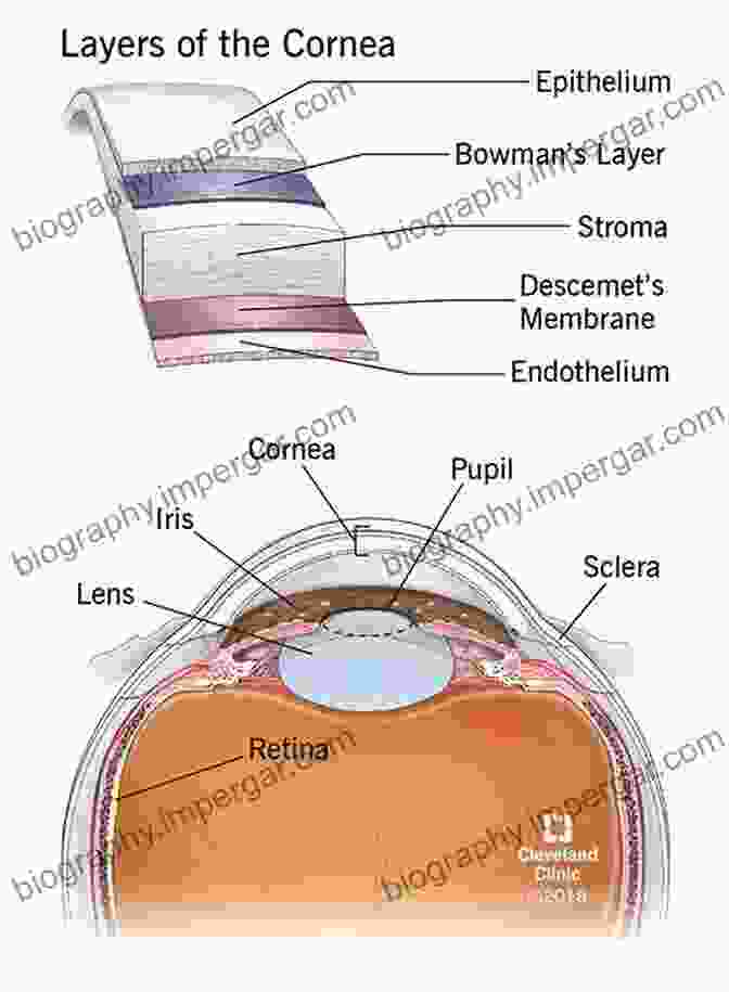 Detailed Illustration Of The Cornea's Anatomy, Highlighting Its Various Layers And Structures Corneal Topography: Principles And Applications