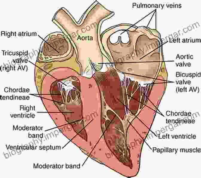 Diagram Of The Equine Heart Anatomy Cardiology Of The Horse