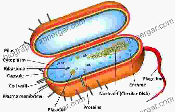 Electron Micrograph Of A Prokaryotic Cell Showing Its Respiratory System Respiration In Archaea And Bacteria: Diversity Of Prokaryotic Respiratory Systems (Advances In Photosynthesis And Respiration 16)