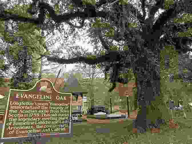 Evangeline Oak Tree, An Iconic Symbol Of The Acadian Diaspora Acadiana: Louisiana S Historic Cajun Country