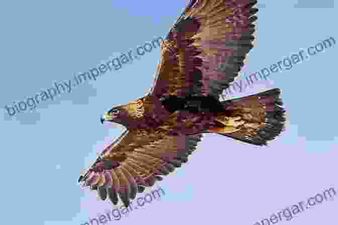 Golden Eagle Soaring Over The Sierra Nevada Hansen S Field Guide To The Birds Of The Sierra Nevada