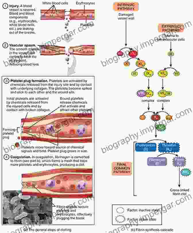 Hematology And Coagulation Bloodwork Blood Results In Clinical Practice: A Practical Guide To Interpreting Blood Test Results