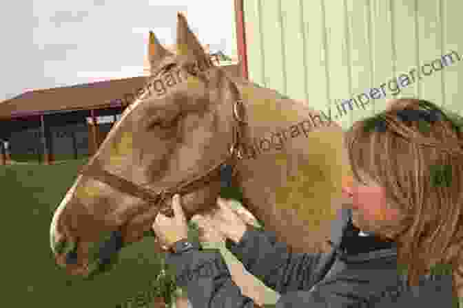 Horse Owner Checking The Horse's Pulse Cardiology Of The Horse