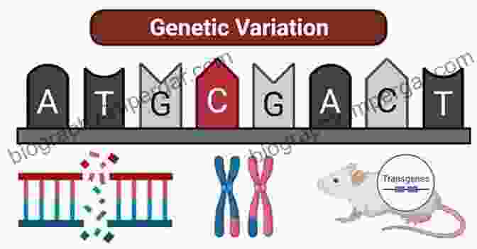 Information Geometry Manifold Of Genetic Variation Information Geometry And Population Genetics: The Mathematical Structure Of The Wright Fisher Model (Understanding Complex Systems)