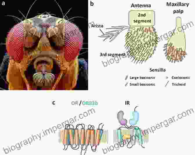 Insect Antenna With Olfactory Receptors Methods In Insect Sensory Neuroscience (Frontiers In Neuroscience)