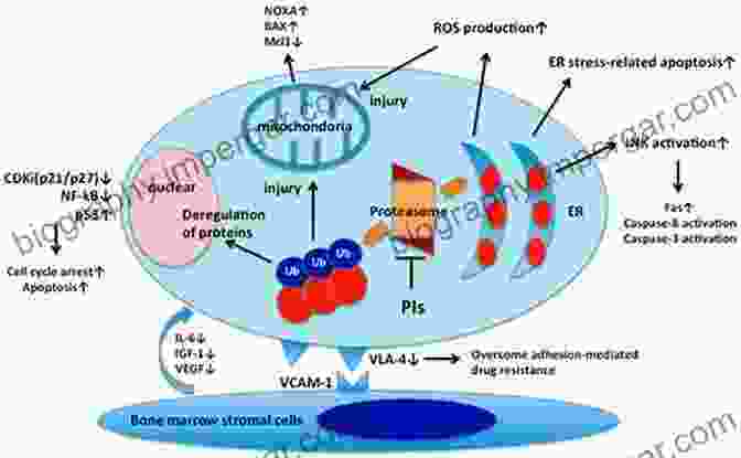 Mechanism Of Action Of Proteasome Inhibitors In Cancer Cells Proteasome Inhibitors In Cancer Therapy (Cancer Drug Discovery And Development)