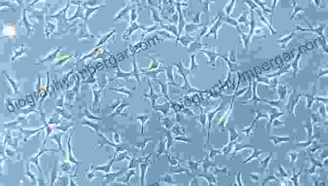 Mesenchymal Stem Cells Under A Microscope Mesenchymal Stem Cells Basics And Clinical Application I (Advances In Biochemical Engineering/Biotechnology 129)