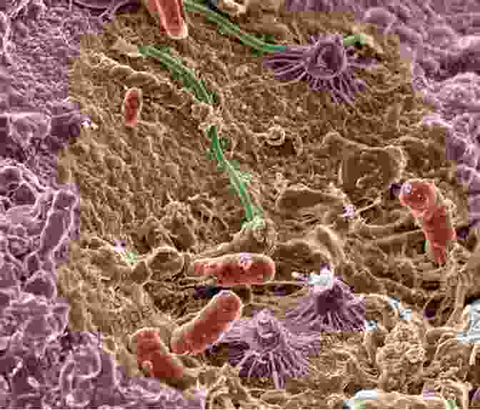 Microscopic Image Of Soil Microbes, Showcasing Their Diverse Shapes And Sizes Soil Microbiology And Biotechnology Mark Johnston