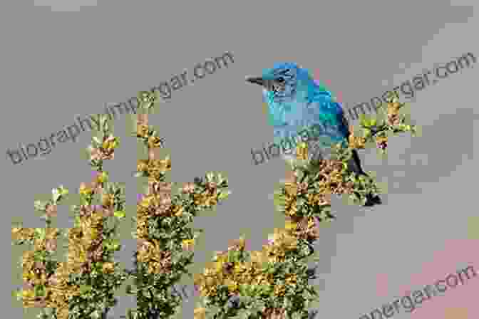 Mountain Bluebird In Alpine Meadow Hansen S Field Guide To The Birds Of The Sierra Nevada