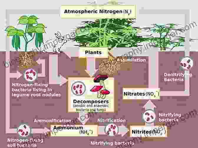 Nitrogen Fixation Pathway In Free Living Bacteria Genetics And Regulation Of Nitrogen Fixation In Free Living Bacteria (Nitrogen Fixation: Origins Applications And Research Progress 2)