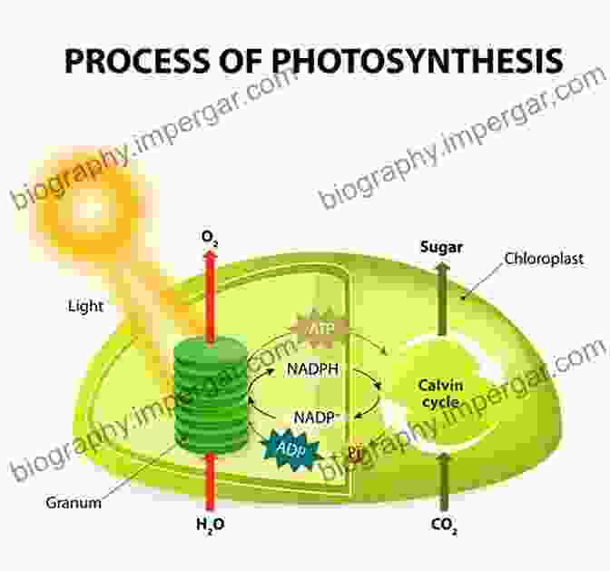 Plant Cells Undergoing Photosynthesis, Capturing Sunlight Through Chloroplasts Respiration In Archaea And Bacteria: Diversity Of Prokaryotic Respiratory Systems (Advances In Photosynthesis And Respiration 16)