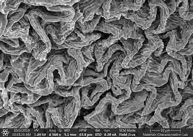 Scanning Electron Microscopy Image Of A Natural Material Surface Remarkable Natural Material Surfaces And Their Engineering Potential