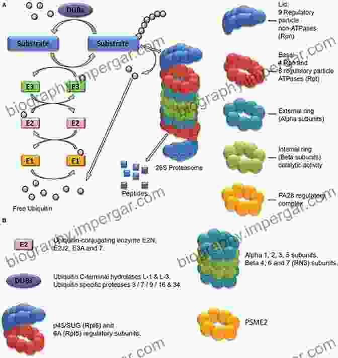 Structure Of The Proteasome Complex Proteasome Inhibitors In Cancer Therapy (Cancer Drug Discovery And Development)