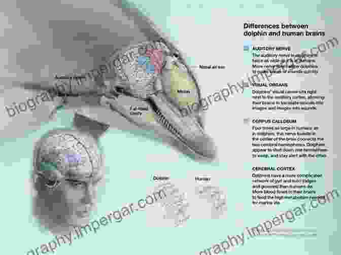 Whale And Dolphin Intelligence Deep Thinkers: Inside The Minds Of Whales Dolphins And Porpoises