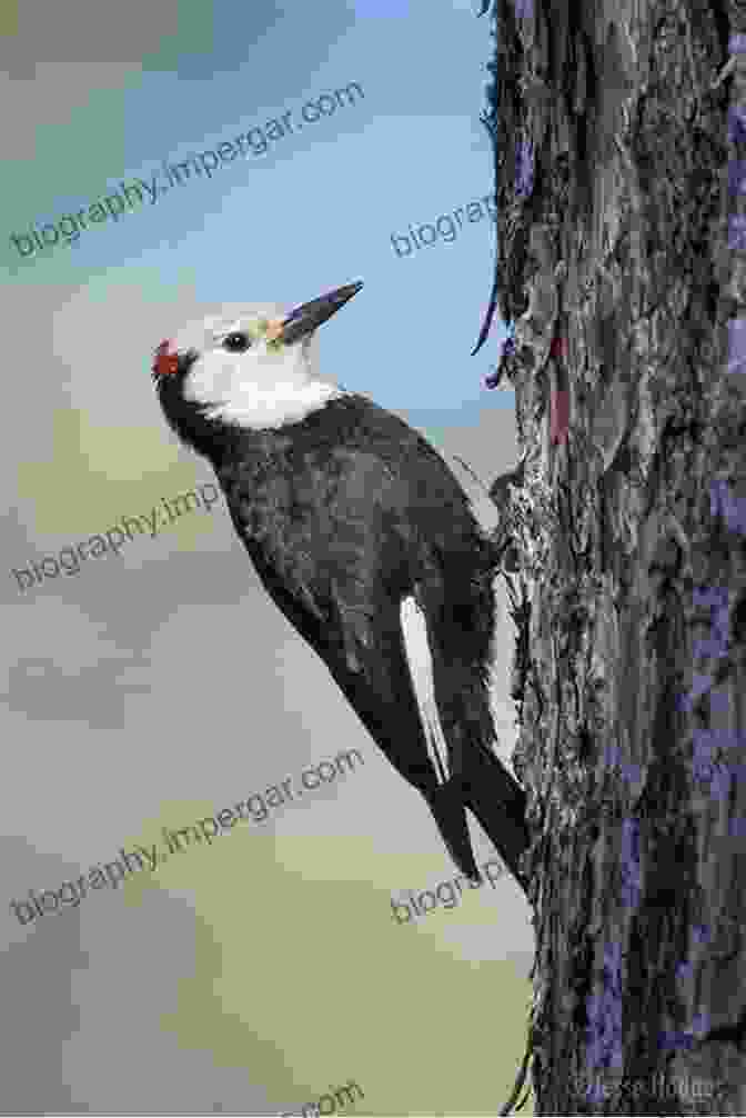 White Headed Woodpecker On A Pine Trunk Hansen S Field Guide To The Birds Of The Sierra Nevada