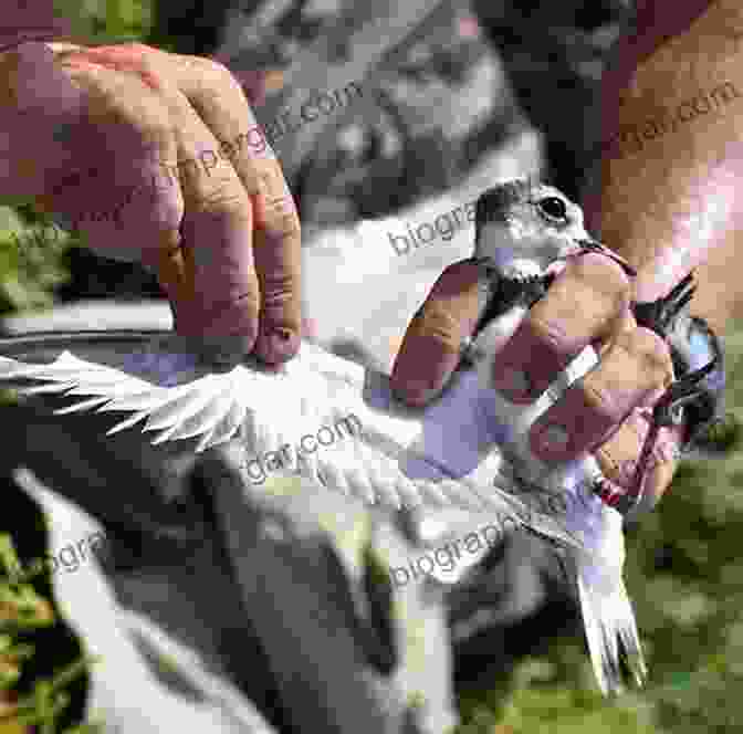 Wildlife Biologist Monitoring Birds Hansen S Field Guide To The Birds Of The Sierra Nevada