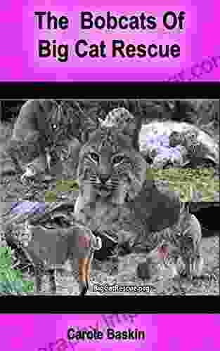 Bobcats Of Big Cat Rescue: Learn About Bobcats And See Lots Of Bobcat Photos