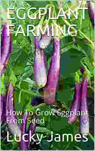 EGGPLANT FARMING: How To Grow Eggplant From Seed