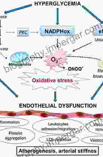 Oxidative Stress And Inflammatory Mechanisms In Obesity Diabetes And The Metabolic Syndrome (Oxidative Stress And Disease 23)