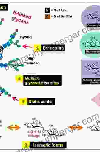 Sugar Chains: Decoding The Functions Of Glycans